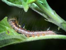 Grey Dagger caterpillar
